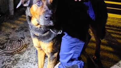 Poliisilta hellyttävä eläinpäivitys