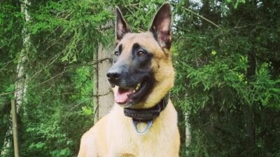 Poliisikoira Nemo kuvattuna Instagram-sivuilla.